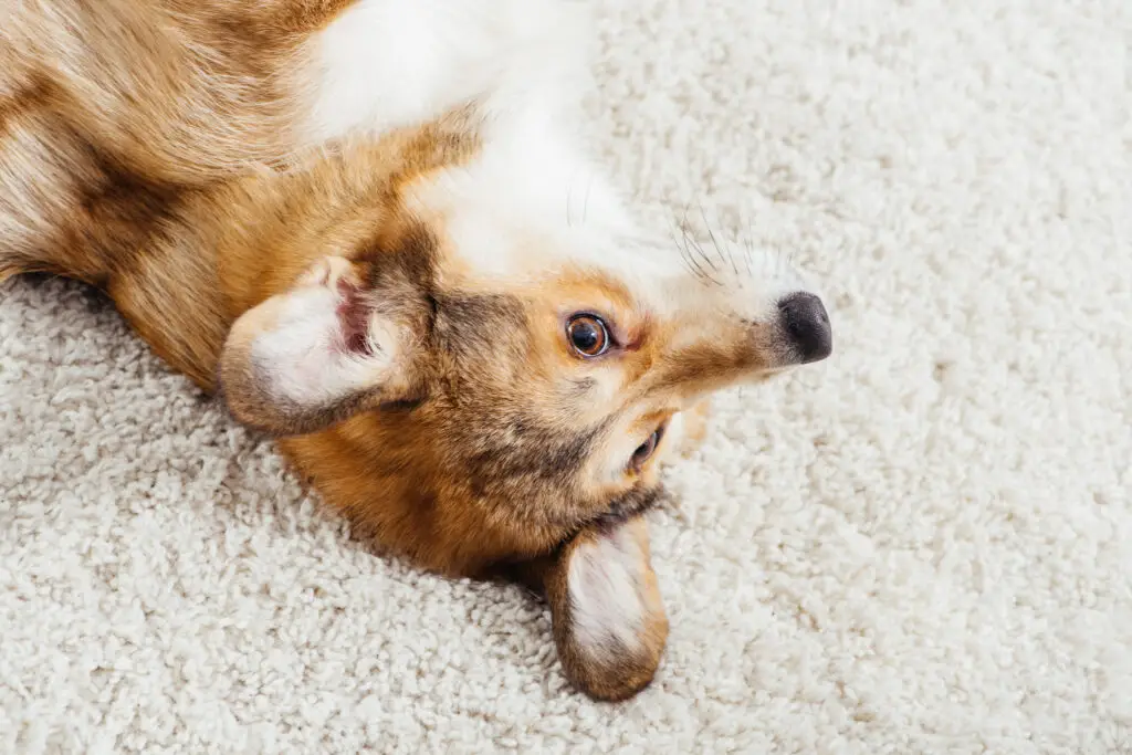 Close-up of an adorable Pembroke Welsh Corgi lying on a carpet, its dense pet hair highlighting the need for thorough end-of-lease cleaning.